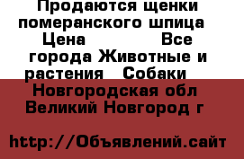 Продаются щенки померанского шпица › Цена ­ 45 000 - Все города Животные и растения » Собаки   . Новгородская обл.,Великий Новгород г.